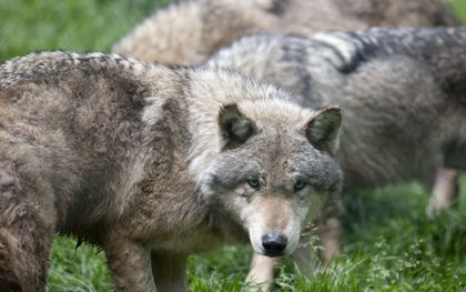 Deskundigen verkopen onzin over wolf
